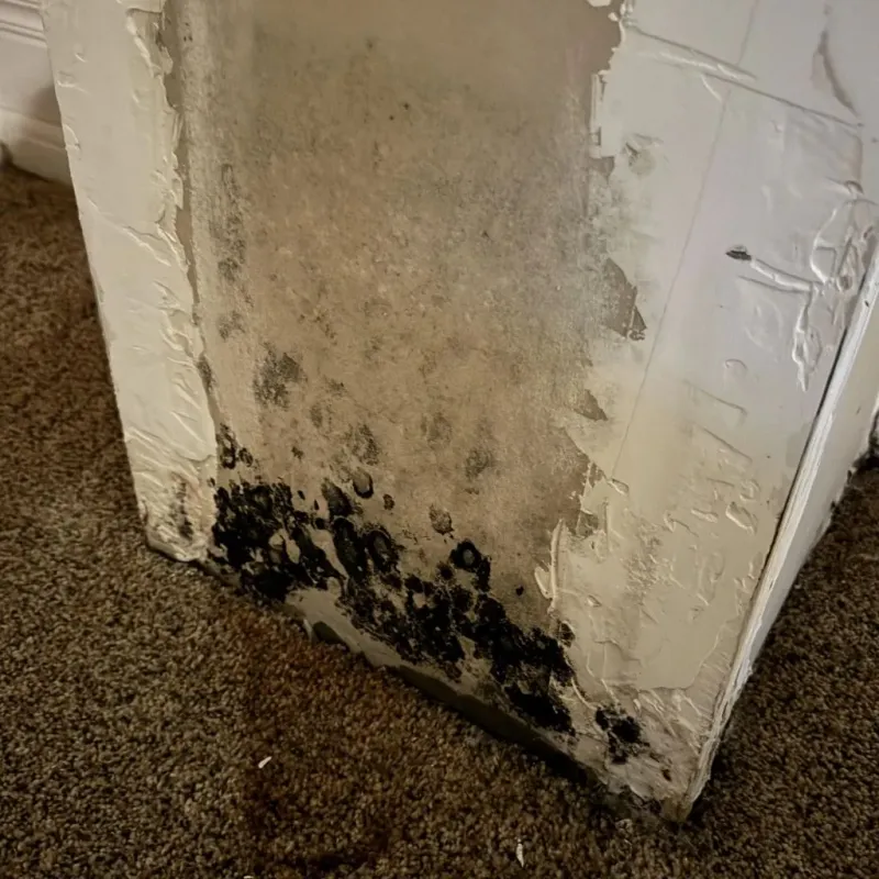 Professional Mold Removal in Offutt Air Force Base, NE